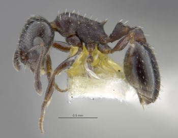Media type: image;   Entomology 29079 Aspect: habitus lateral view